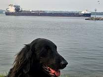 20250607_4algoma_bear_dntohamilton.jpg