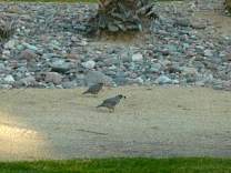 0206gambelquails.jpg