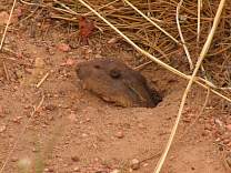 Ground squirrel on trail