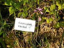Bog Walk at Lake Bemidji State Park, MN