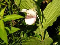 Bog Walk at Lake Bemidji State Park, MN