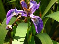 Bog Walk at Lake Bemidji State Park, MN