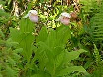 Bog Walk at Lake Bemidji State Park, MN
