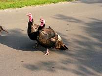 Turkeys at our campground in Winnipeg