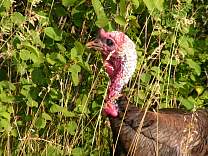 Turkeys at our campground in Winnipeg