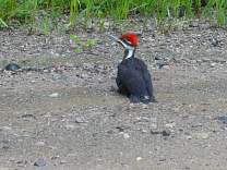 0303pileatedwoodpecker.jpg