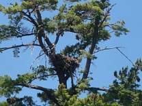 20200618_4eaglenest.jpg