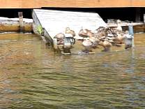 Mallards on dock
